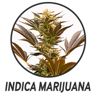 Indica Marijuana Seeds Archives - Weed Seeds Ninja