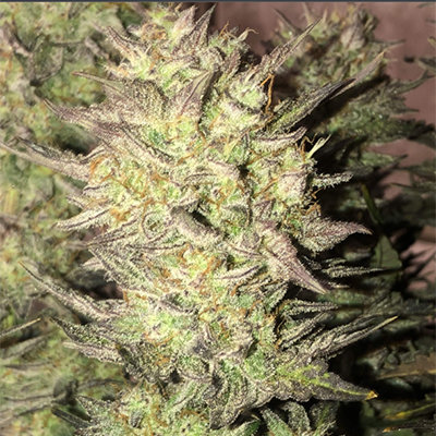 Fat Bastard Auto Seeds For Sale - Weed Seeds Ninja